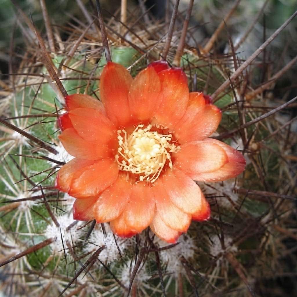 Parodia Culpinensis Cactus | Exotic Rare Collectors Choice Plant