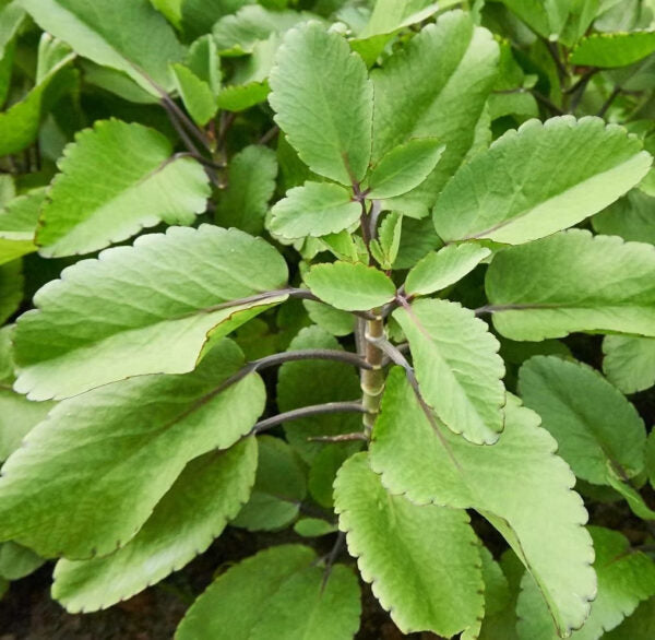 Miracle Leaf Live Plant (Kalanchoe Pinnata) | Cathedral bells | Goethe Plant | Life Plant | Pathor Kuchi Plant | Succulent Plant with Pot