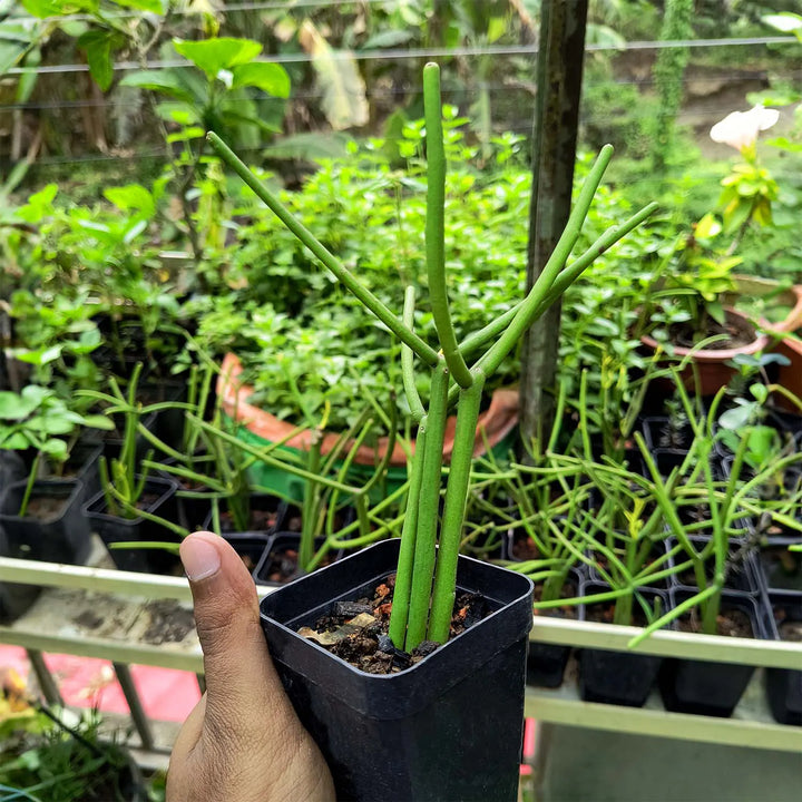 Pencil Cactus (Euphorbia tirucalli) - Air-Purifying Succulent for Indoor and Outdoor Decor - Fast-Growing, Low-Maintenance Plant -3-Inch Pot