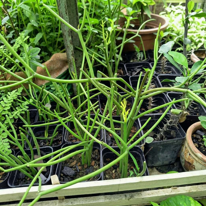 Pencil Cactus (Euphorbia tirucalli) - Air-Purifying Succulent for Indoor and Outdoor Decor - Fast-Growing, Low-Maintenance Plant -3-Inch Pot