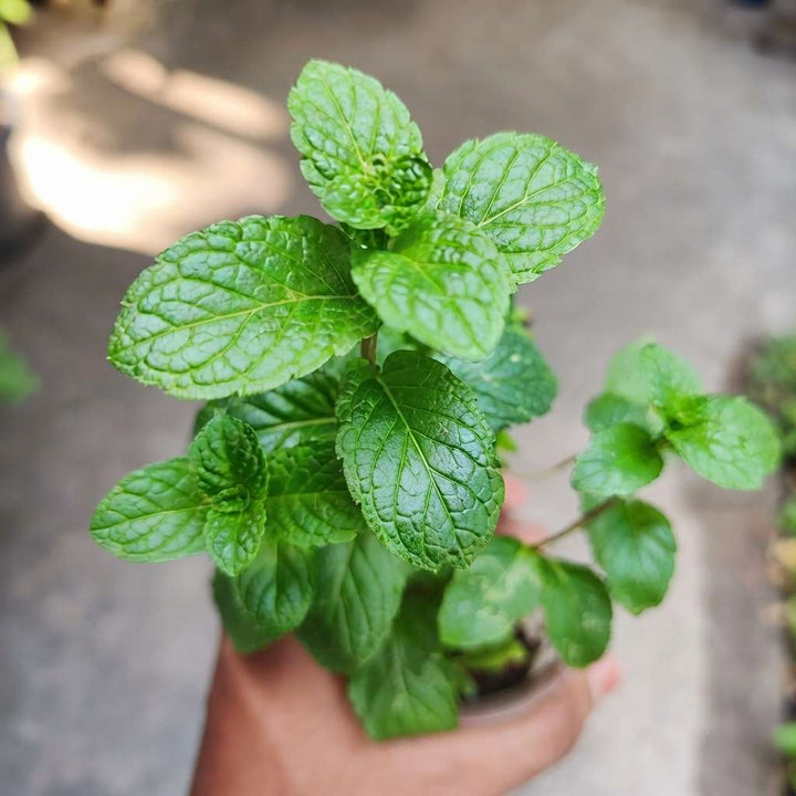 Mint Plant, Pudina Herbal Tree, Medicinal Herbs (Mentha / Puthina), Peppermint Plant Live with Pot