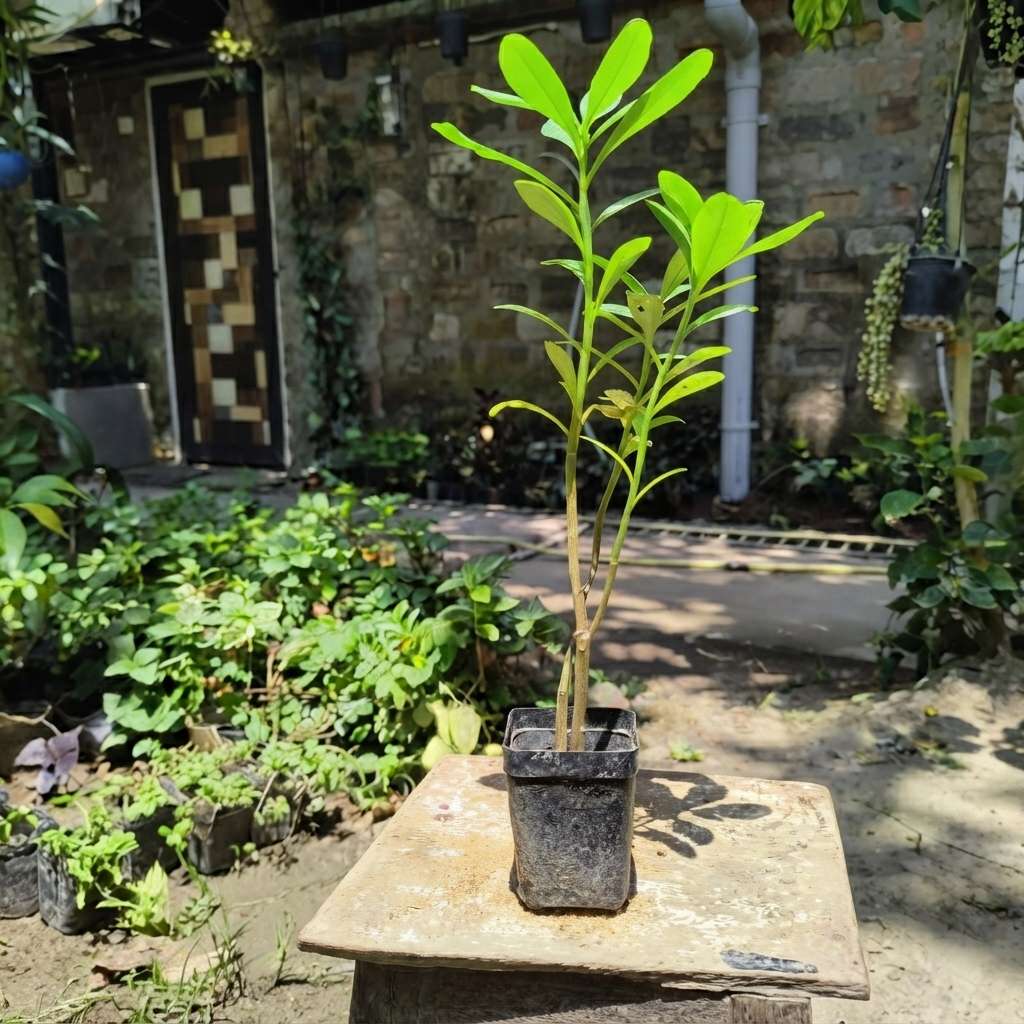 Jewels of Opar - Talinum paniculatum Live Plant | Fameflower , Pink Baby-Breath ,Exotic Herbal Live Plant With Pot