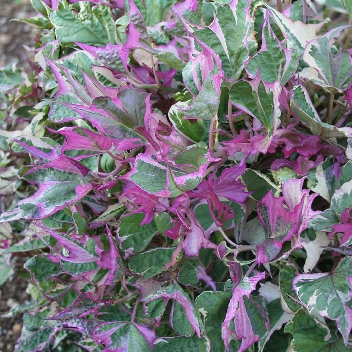 Sweet Potato Vine (Ipomoea Batatas) Plant Live | Ornamental Hanging Plant | 1 Healthy Live Plant with Pot - (Green/Black/Pink Frost)