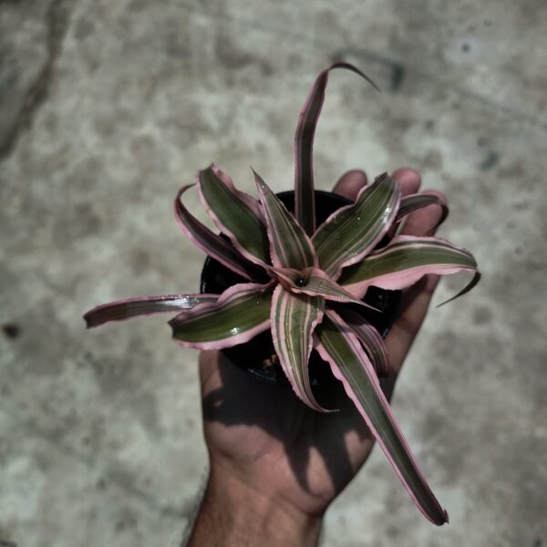 Cryptanthus Bromeliad Live Plant | Earth Star Plant |  Pink Starburst Plant | Ideal for Infusing Vibrancy into Your Living Environment | 1 Healthy live Plant with pot