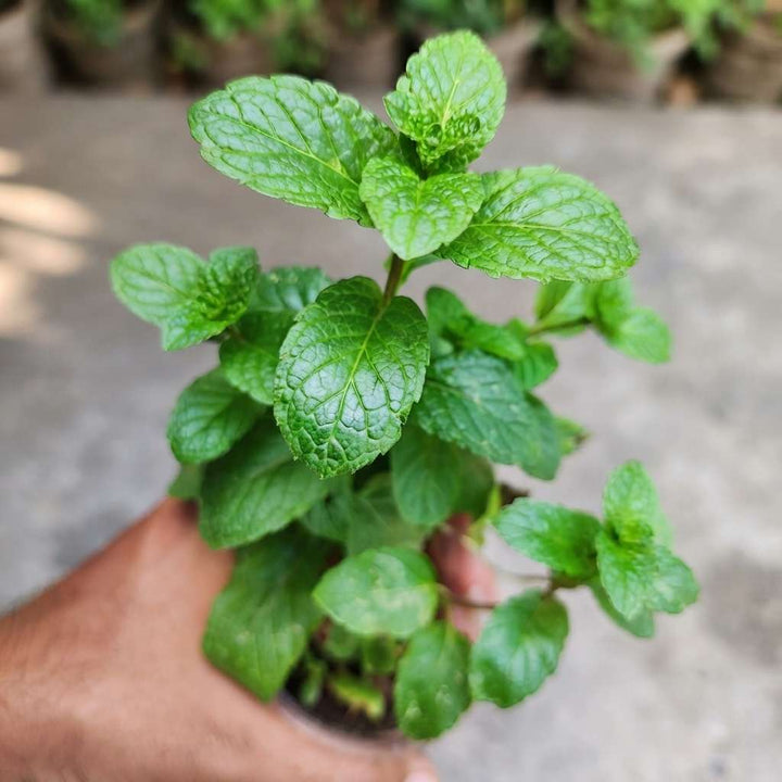 Mint Plant, Pudina Herbal Tree, Medicinal Herbs (Mentha / Puthina), Peppermint Plant Live with Pot