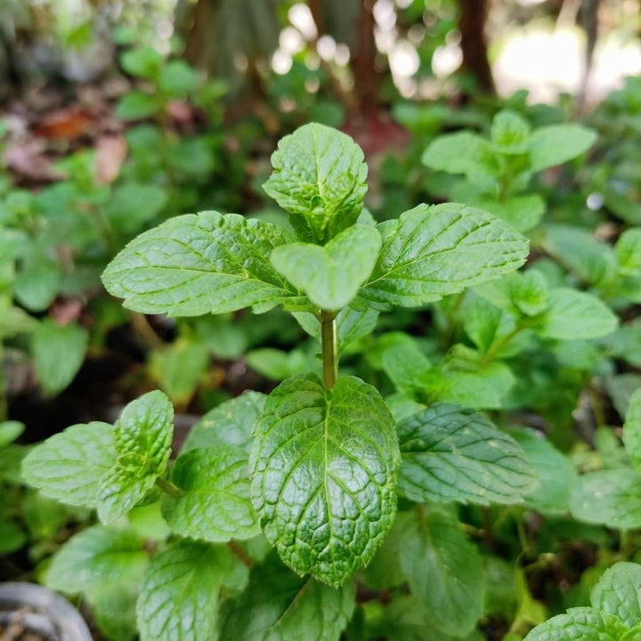Mint Plant, Pudina Herbal Tree, Medicinal Herbs (Mentha / Puthina), Peppermint Plant Live with Pot
