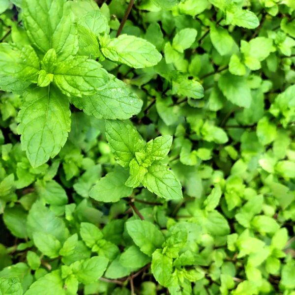 Fresh Mint Pudina Cutting Stems – 20 to 25 Stems | Ready for Regrowth | Aromatic Culinary &amp; Medicinal Herb | Easy to Root &amp; Grow at Home | Eco-Friendly Pack