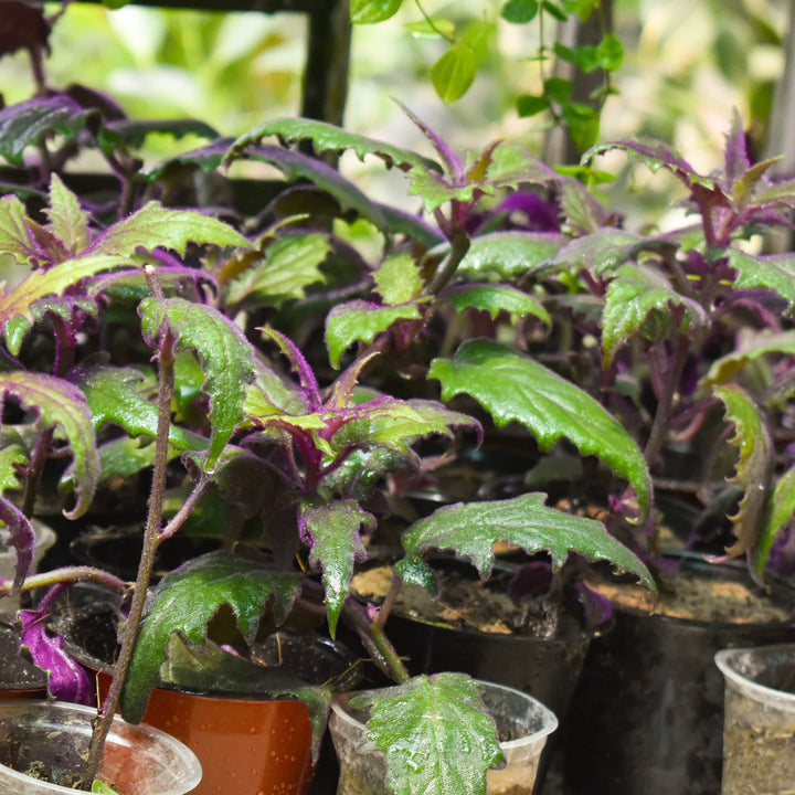 Purple Velvet Plant (Gynura aurantiaca) | House Plant | Purple Passion Plant | Exotic Rare Plant | 1 Healthy Live Plant with Pot