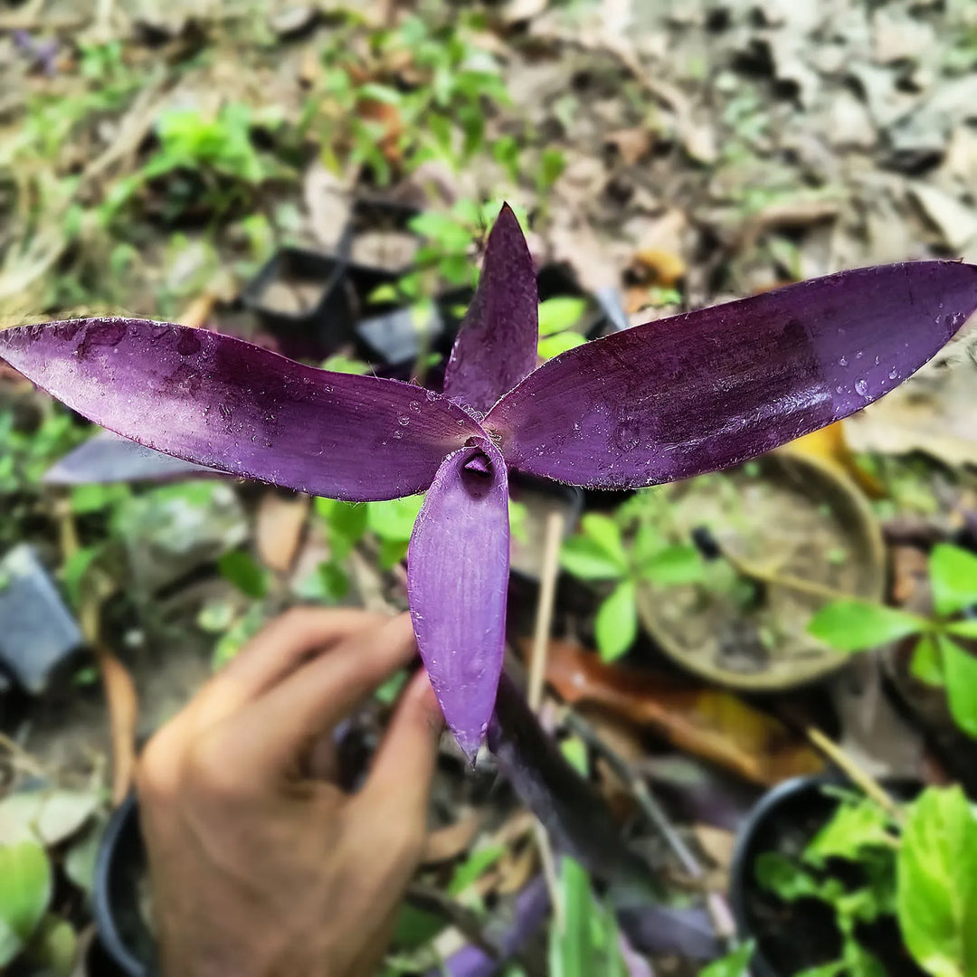 Purple Queen Plant | Exotic and Rare Indoor Beauty with Stunning Purple Foliage | Low-Maintenance | Perfect for Home or Office Decor