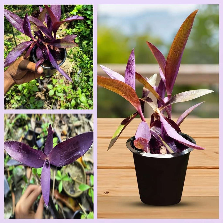Purple Queen Plant | Exotic and Rare Indoor Beauty with Stunning Purple Foliage | Low-Maintenance | Perfect for Home or Office Decor