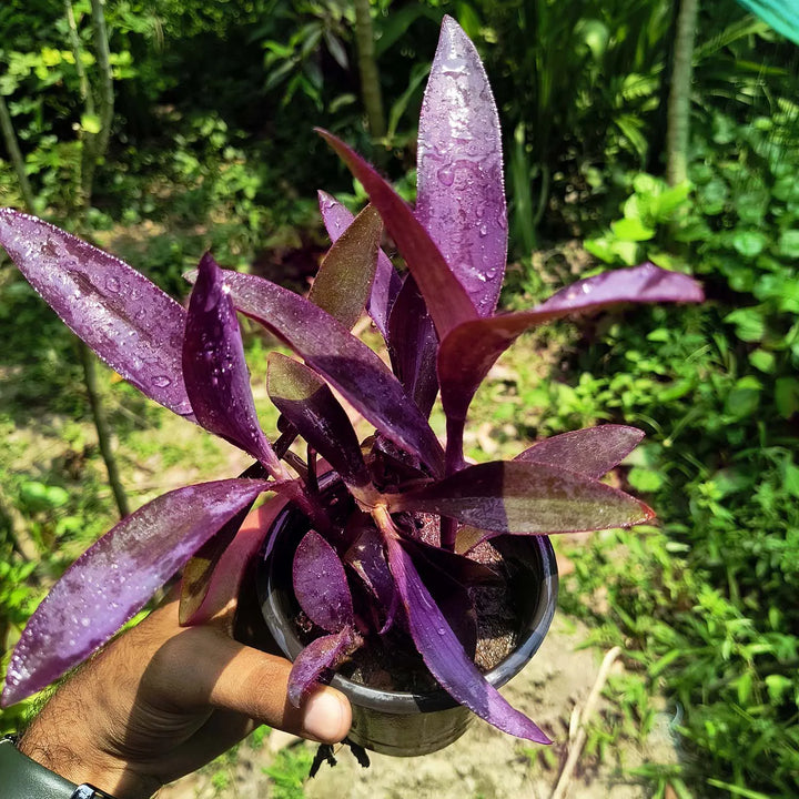 Purple Queen Plant | Exotic and Rare Indoor Beauty with Stunning Purple Foliage | Low-Maintenance | Perfect for Home or Office Decor
