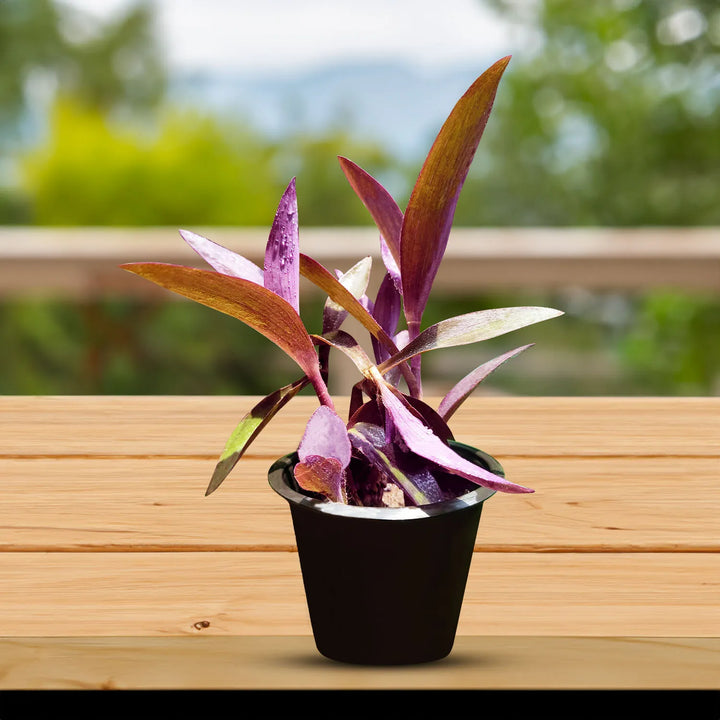Purple Queen Plant | Exotic and Rare Indoor Beauty with Stunning Purple Foliage | Low-Maintenance | Perfect for Home or Office Decor