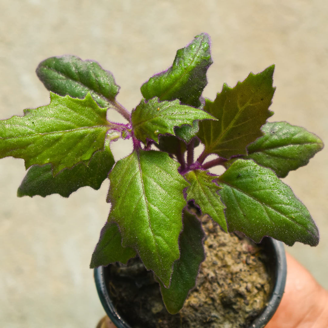 Purple Velvet Plant (Gynura aurantiaca) | House Plant | Purple Passion Plant | Exotic Rare Plant | 1 Healthy Live Plant with Pot