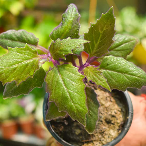 Purple Velvet Plant (Gynura aurantiaca) | House Plant | Purple Passion Plant | Exotic Rare Plant | 1 Healthy Live Plant with Pot