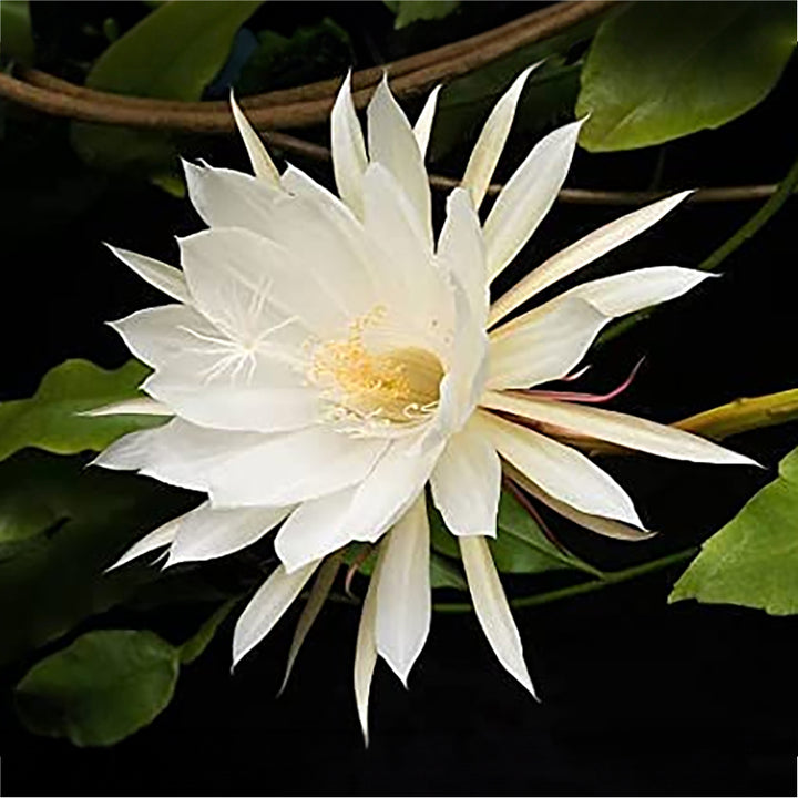 Brahma Kamal Live Plant (Queen Of the Night) Flower Plant | Brahma Kamal Flower | Bramha Kamalam | 1 Healthy Live Plant with Pot