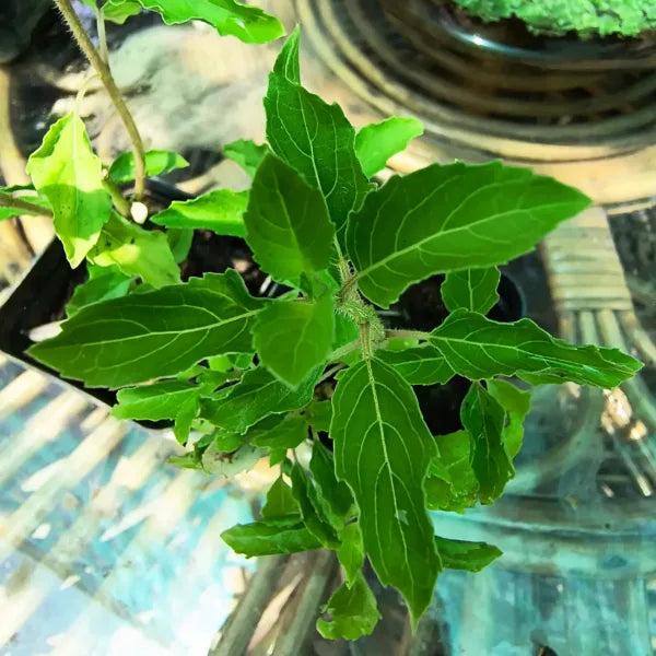 Tulsi Live Medicine/Herbal Plant (Holy Basil) for Home, Balcony, Outdoor Garden with Pot (Radha Tulsi)