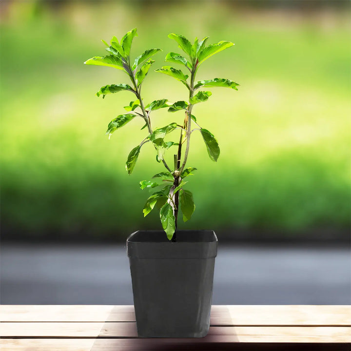 Tulsi Live Medicine/Herbal Plant (Holy Basil) for Home, Balcony, Outdoor Garden with Pot (Radha Tulsi)