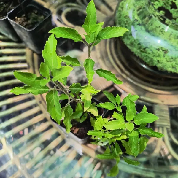 Tulsi Live Medicine/Herbal Plant (Holy Basil) for Home, Balcony, Outdoor Garden with Pot (Radha Tulsi)