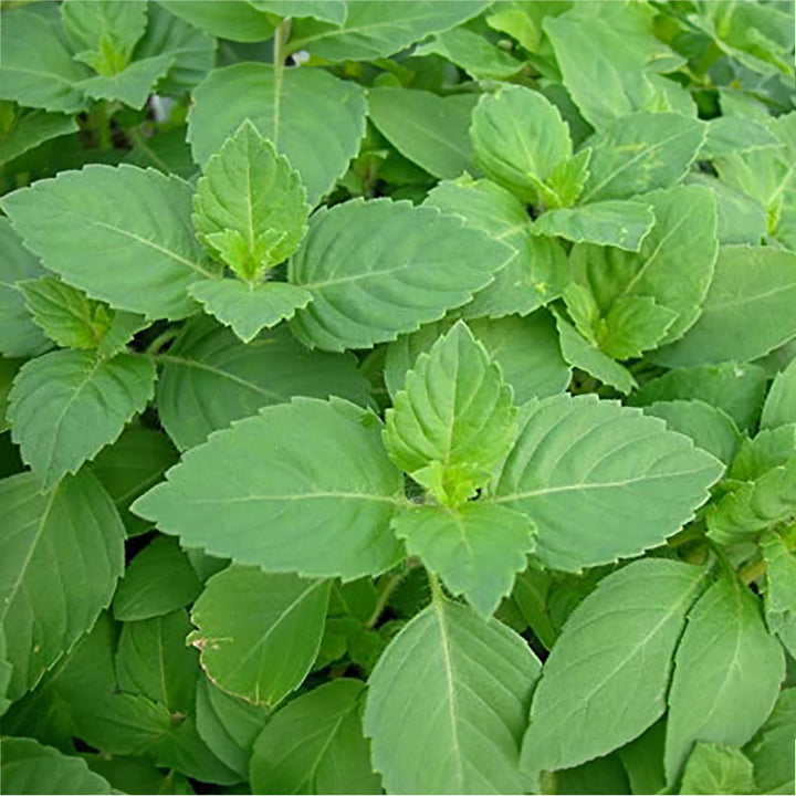 Tulsi Live Medicine/Herbal Plant (Holy Basil) for Home, Balcony, Outdoor Garden with Pot (Ram Tulsi)