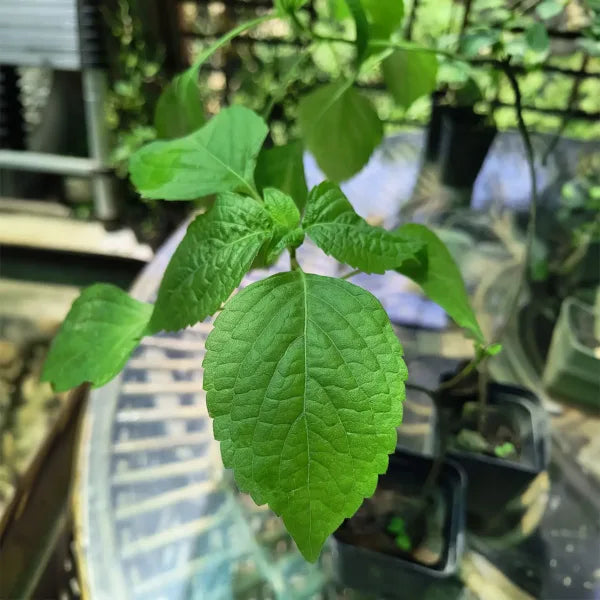 Tulsi Live Medicine/Herbal Plant (Holy Basil) for Home, Balcony, Outdoor Garden with Pot (Ram Tulsi)