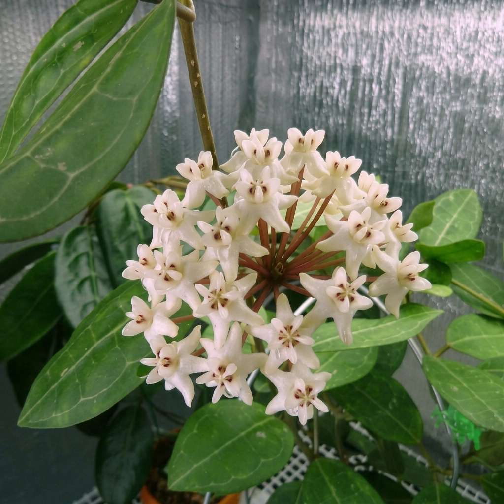 Hoya Elliptica, Wax Vine Plant, Epiphytic Climber, Exotic Rare Plant, Collector Choice Plant Hoya - 1 Healthy Live Plant with Pot