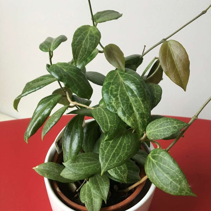 Hoya Fitchii Live Plant, Wax plant, Wax flower, Wax Vine, Exotic Rare Plant, Hoya Rare Plant -1 Healthy Live Plant with Pot
