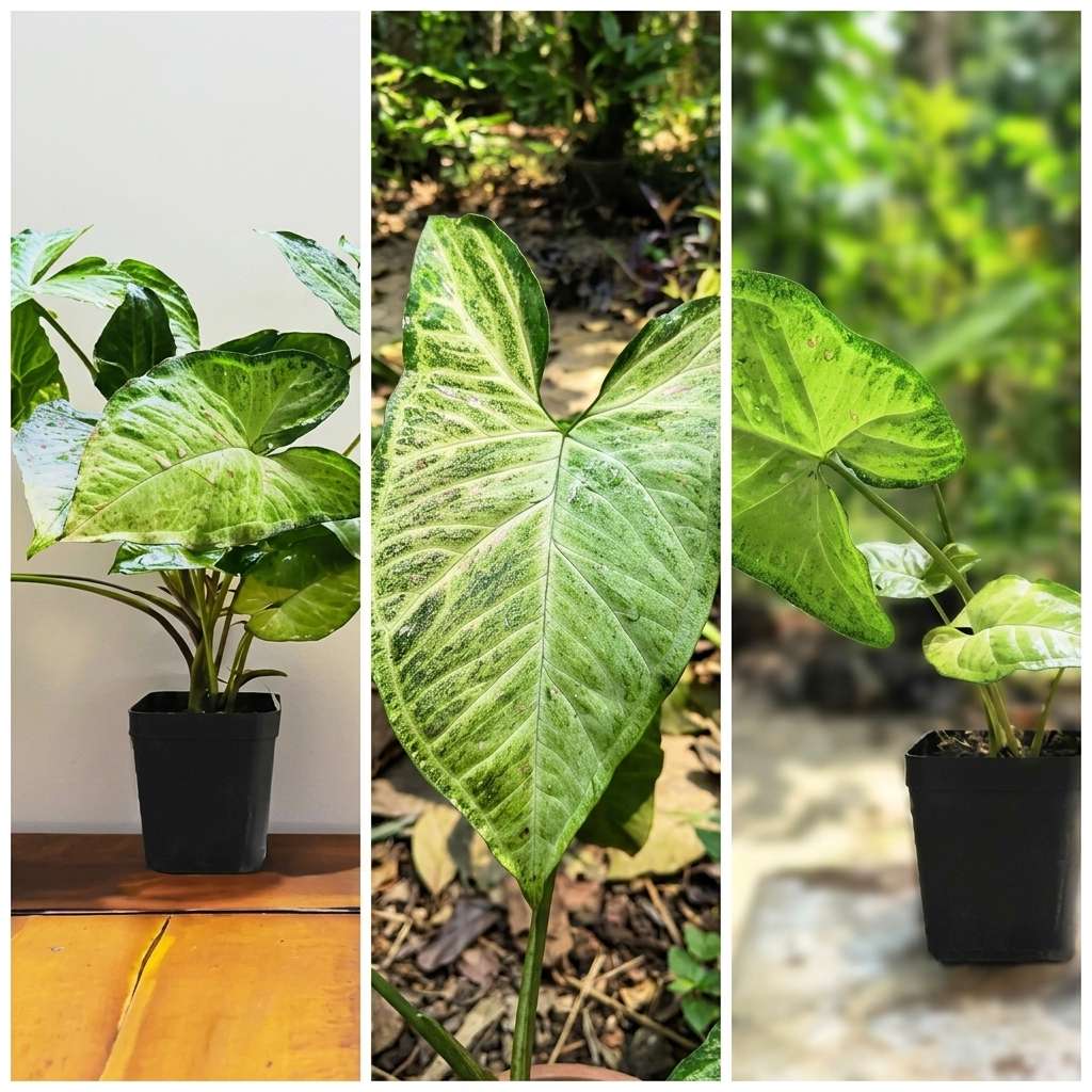 Syngonium Live Plant, Syngonium Albo Variegated (Syngonium Podophyllum), Arrow Head Rare Plant, Philodendron Live Plant, Arrowhead Ivy, Syngonium Plant Indoor Live Plant with Pot