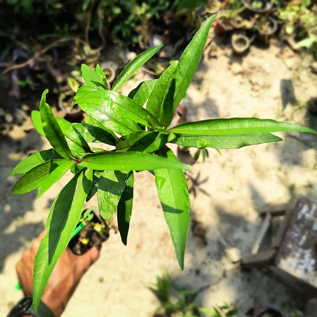 Rare Willow-leaved Justicia | Vaathamkolli Justicia gendarussa | Medicinal Plant With Pot