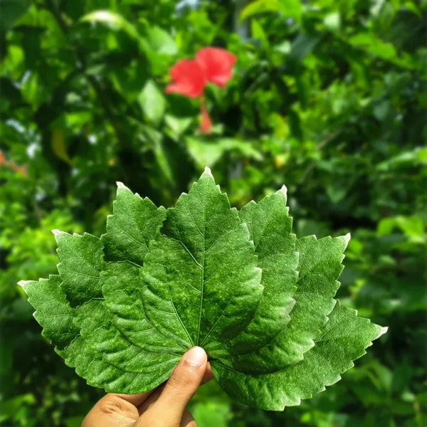 Red Hibiscus Leaves | Fresh Leaves Hibiscus | Flower Plants Live | House Plant | Desi Hibiscus | China Rose Leaves - 50 Leaves