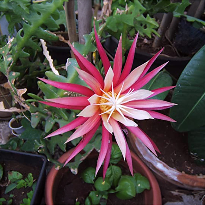 Rick Rack Cactus | Outdoor/Indoor Live Plant with Pot | Fish Backbone Cactus Plant with Flower | 1 Healthy Live Plant