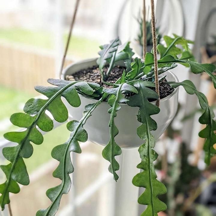 Rick Rack Cactus | Outdoor/Indoor Live Plant with Pot | Fish Backbone Cactus Plant with Flower | 1 Healthy Live Plant