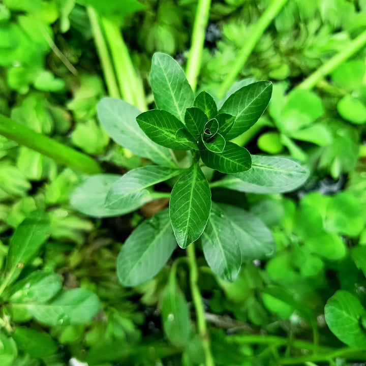 Rotala Water Plants for Aquarium (4 Stems), Live Plants for Aquarium Tank, Aquarium Live Plants, Fish Tank Plants, Aquarium Live Plants for Fish Tank, Aquarium Plants Live Plants