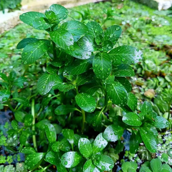 Rotala Water Plants for Aquarium (4 Stems), Live Plants for Aquarium Tank, Aquarium Live Plants, Fish Tank Plants, Aquarium Live Plants for Fish Tank, Aquarium Plants Live Plants
