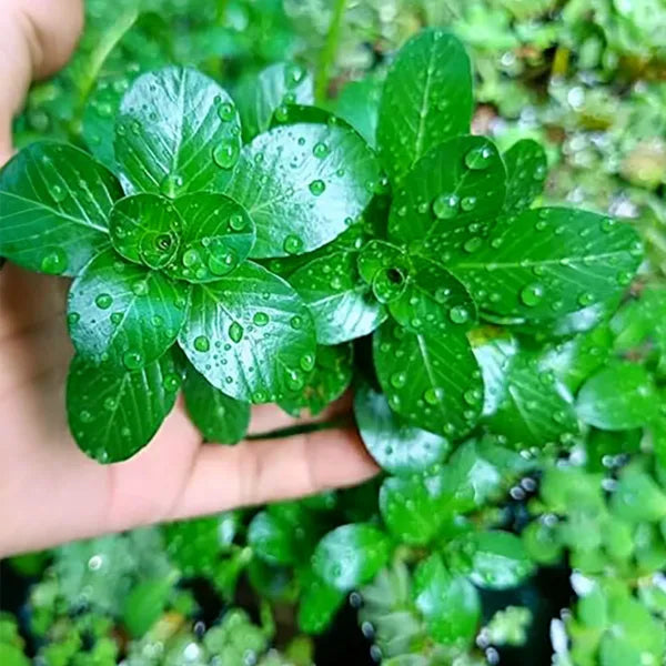 Rotala Water Plants for Aquarium (4 Stems), Live Plants for Aquarium Tank, Aquarium Live Plants, Fish Tank Plants, Aquarium Live Plants for Fish Tank, Aquarium Plants Live Plants