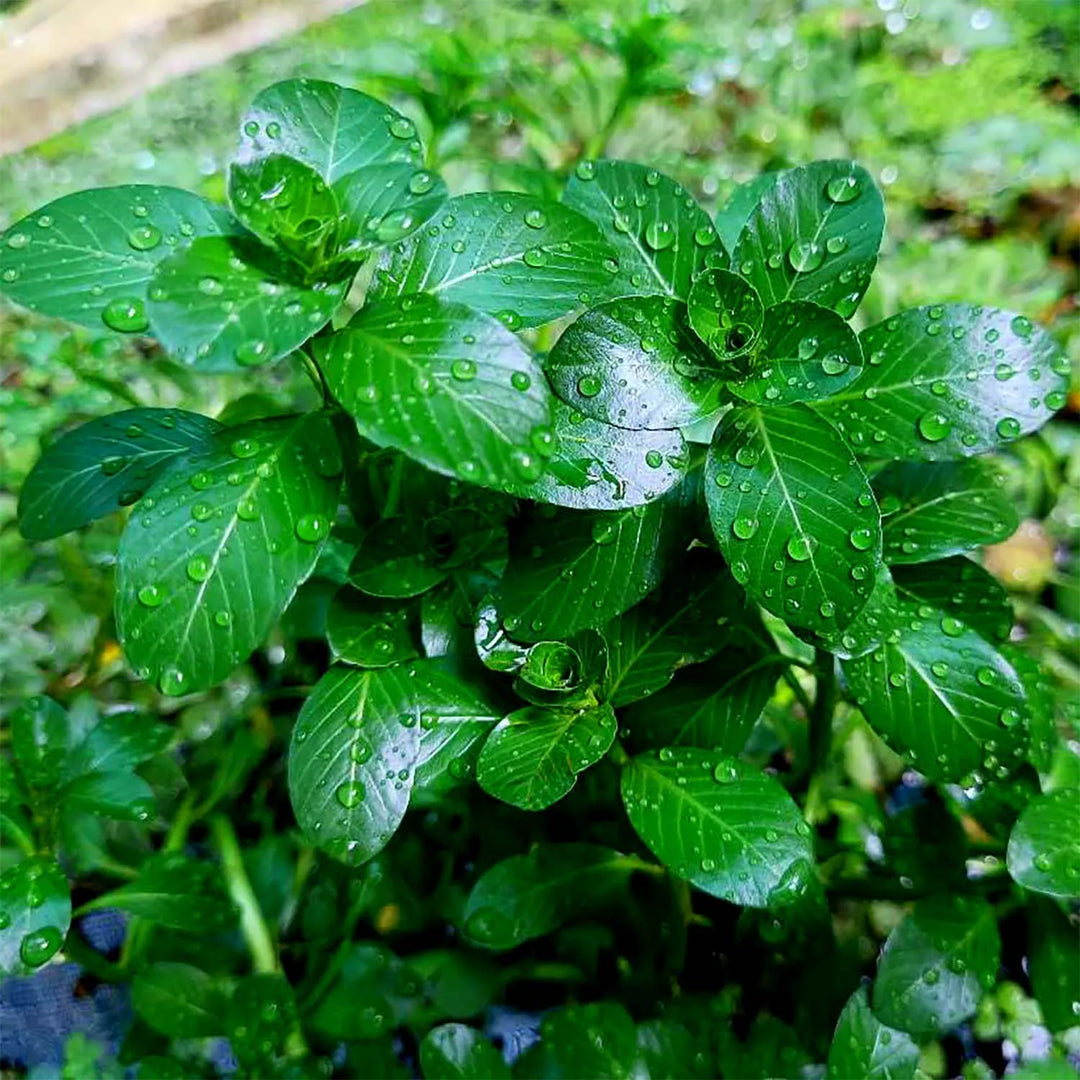 Rotala Water Plants for Aquarium (4 Stems), Live Plants for Aquarium Tank, Aquarium Live Plants, Fish Tank Plants, Aquarium Live Plants for Fish Tank, Aquarium Plants Live Plants