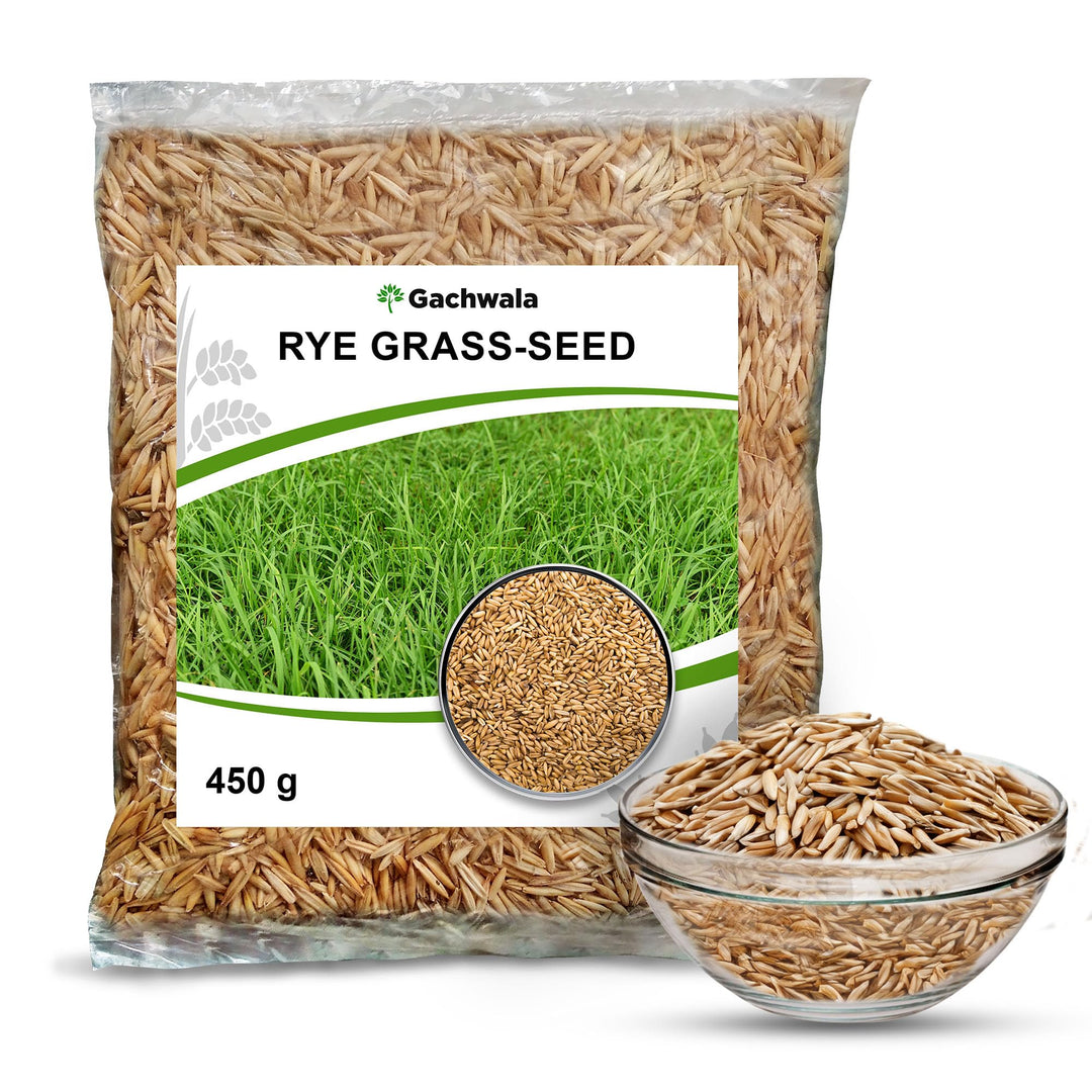 Rye Grass Seeds 450gm - Fast-Growing Lush Greenery for Vibrant Lawns and Landscapes - Enhance Your Landscape with Organic Rye Grass Seeds