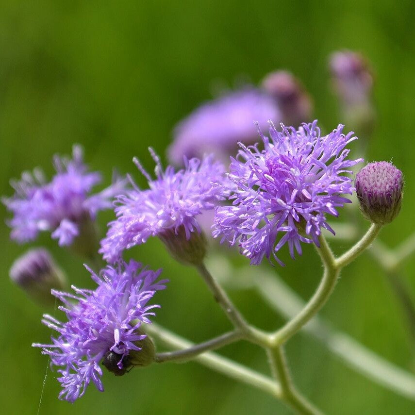 Sahadevi - Vernonia cinerea Live Plant - Sahdebi, Sahadebi, Purple fleabane, Little ironweed, Kukasim - Medicinal, Herbal, Vastu Plant