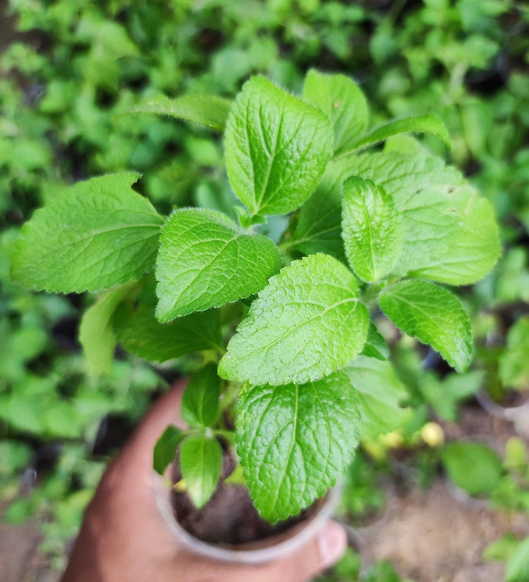 Sahadevi - Vernonia cinerea Live Plant - Sahdebi, Sahadebi, Purple fleabane, Little ironweed, Kukasim - Medicinal, Herbal, Vastu Plant