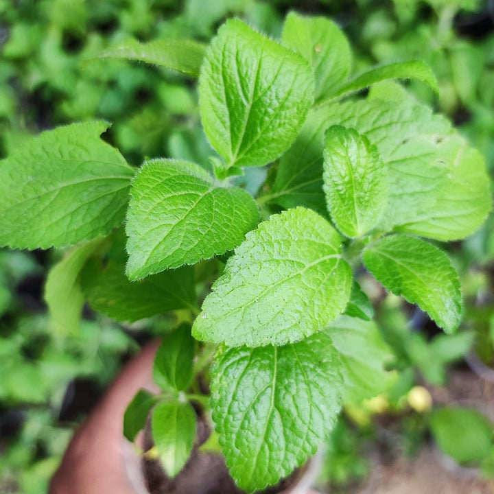Sahadevi - Vernonia cinerea Live Plant - Sahdebi, Sahadebi, Purple fleabane, Little ironweed, Kukasim - Medicinal, Herbal, Vastu Plant