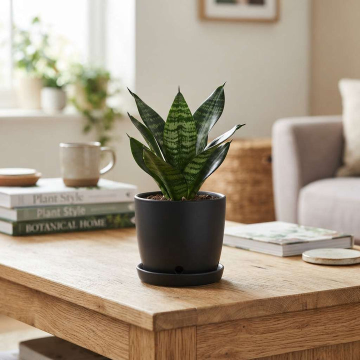 Snake Plant | Low Light Live Plant | NASA Recommended Air Purifying Plant | Sansevieria Zeylanica Easy Care Live Plant