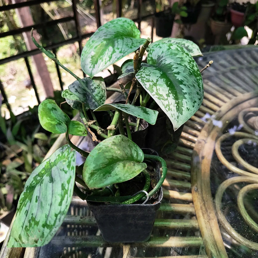 Silver Satin Pothos (Scindapsus pictus) | Silver Satin Philodendron | Air Purifier Plant | Hanging Plant | Marble Money Plant | Money Plant