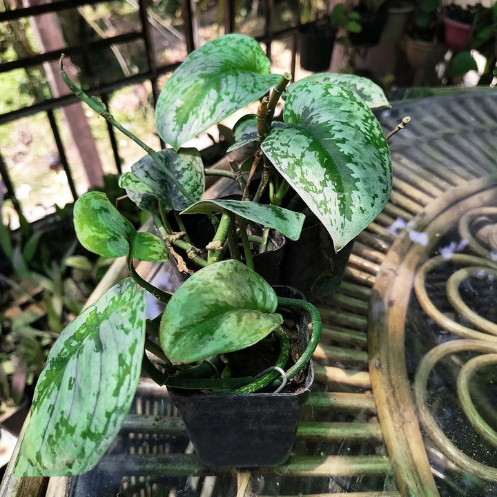 Silver Satin Pothos (Scindapsus pictus) | Silver Satin Philodendron | Air Purifier Plant | Hanging Plant | Marble Money Plant | Money Plant