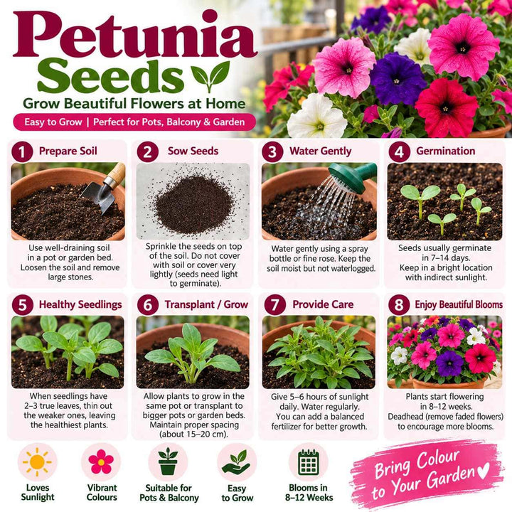Petunia Seeds – 50 Seeds for Growing Colourful Petunia Flowers at Home, Pots, Balcony &amp; Garden