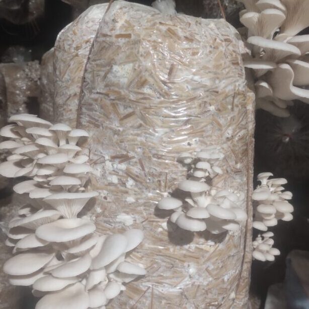 Gachwala Out of the Box Mushroom Grow Kit, (Spawn 400 Gm + 2 PP Bags+ Straw), Oyster Mushroom Growing Kit, 1st Generation High Yield White Mushroom for Kitchen, Garden