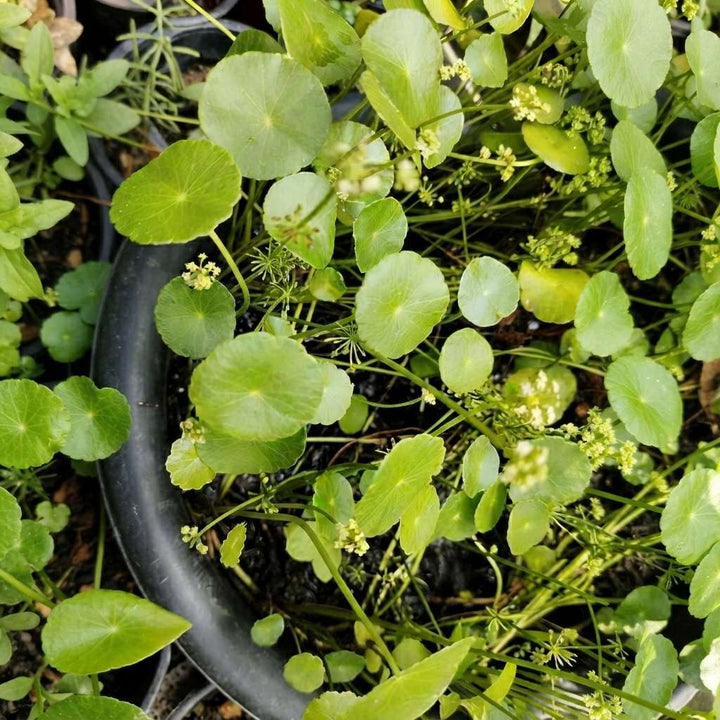 Gachwala Water Pennywort (Hydrocotyle verticillata) - Live aquatic plant - Marsh Pennywort, Shield Pennywort, Brazilian Kodavan