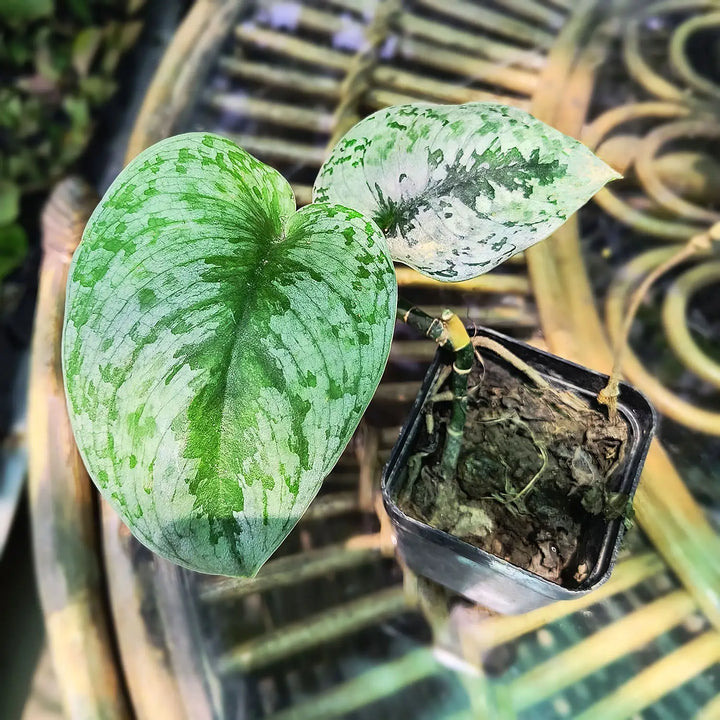 Silver Satin Pothos (Scindapsus pictus) | Silver Satin Philodendron | Air Purifier Plant | Hanging Plant | Marble Money Plant | Money Plant