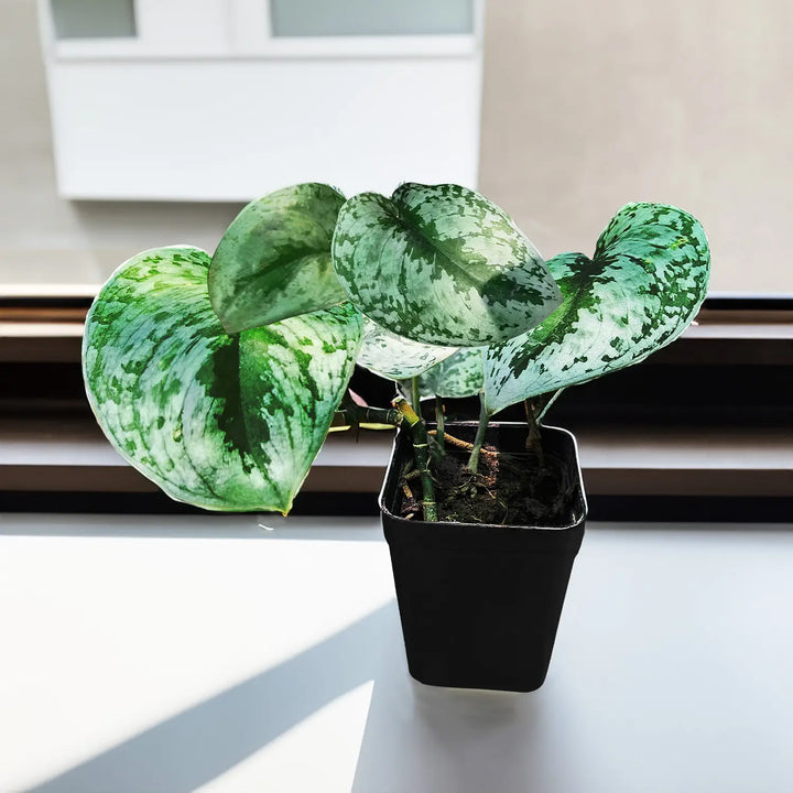 Silver Satin Pothos (Scindapsus pictus) | Silver Satin Philodendron | Air Purifier Plant | Hanging Plant | Marble Money Plant | Money Plant