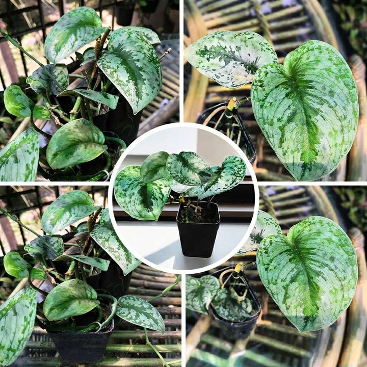 Silver Satin Pothos (Scindapsus pictus) | Silver Satin Philodendron | Air Purifier Plant | Hanging Plant | Marble Money Plant | Money Plant