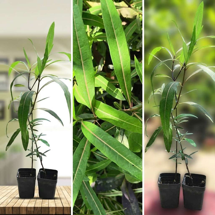 Hophead Plant, Hop-Headed Barleria, Hophead Philippine Violet, Snake Bush, Kanta Bishalyakarani, Ayurvedic Medicinal Plant with Pot