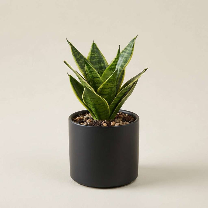 Snake Plant | Low Light Live Plant | NASA Recommended Air Purifying Plant | Sansevieria Zeylanica Easy Care Live Plant